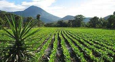 Volcán Chingo entre Guatemala y el Salvador