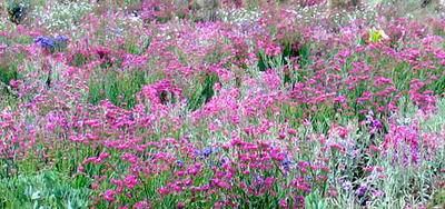 Las flores de Cerro Quemado - Xela