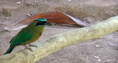 El motmot de corona azul en Takalik Abaj Retalhuleu