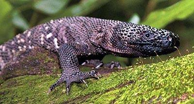 Conservación del Heloderma horridum charlesbogerti