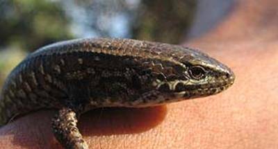 El instinto de cazador