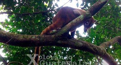 Petén por la mañana