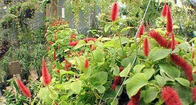 Café y vivero Escalonia en Antigua Guatemala