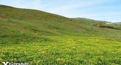 Una alfombra de flores en Laguna Magdalena