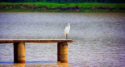 Alas por la tarde cerca de la ciudad