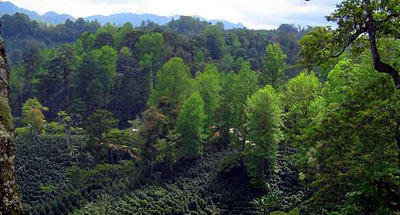 Finca de café Las Nubes