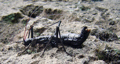 Paranisomorpha coriacea - Mión Hormicrán Phasmatodea - Pseudophasmatidae