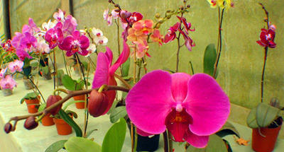 Vivero Escalonia en La Antigua Guatemala
