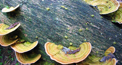 Las mejores fotografías que NO pude tomar