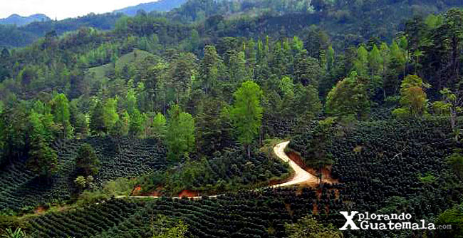 Finca de café Las Nubes