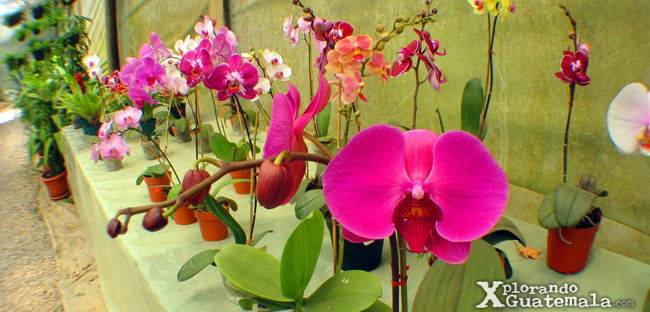 Vivero Escalonia en La Antigua Guatemala