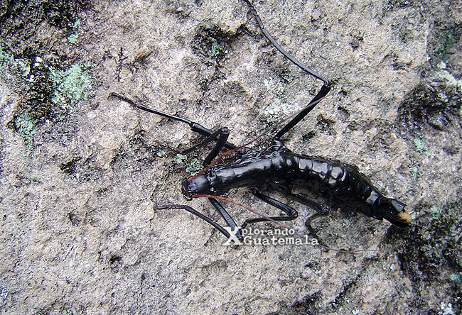 Paranisomorpha coriacea - Mión Hormicrán Phasmatodea - Pseudophasmatidae