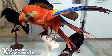 Museo de Historia Natural