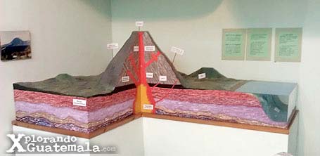 Museo de Historia Natural / foto 2