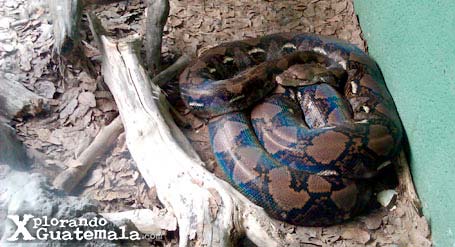 Museo de Historia Natural / foto 7