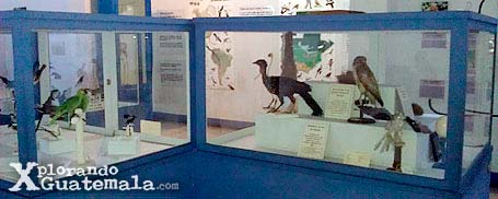 Museo de Historia Natural / foto 9