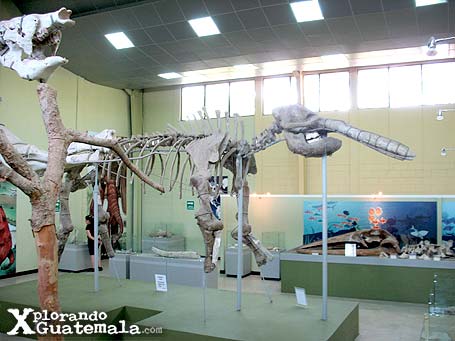Museo de Paleontología y arqueología Roberto Wookfolk Saravia: entre mastodontes y megaterios / foto 2