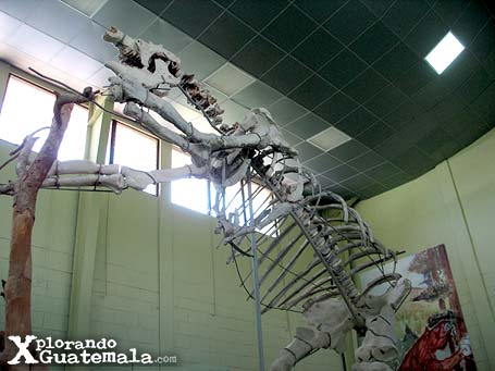 Museo de Paleontología y arqueología Roberto Wookfolk Saravia: entre mastodontes y megaterios / foto 3