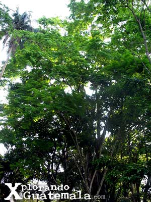 Parque El Rosario - Sayaxché / foto 4