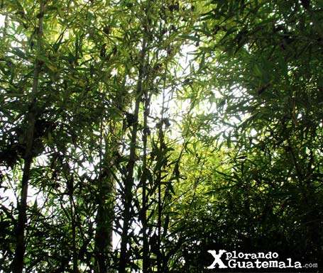 Ram Tzul Espíritu de la Montaña / foto 6