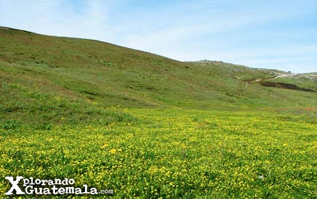 Una alfombra de flores en Laguna Magdalena