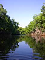 Manglares en el canal. Foto: Edgar Estrada.