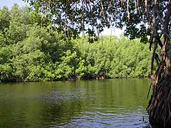 Canal en Monterrico. Foto por Edgar Estrada.