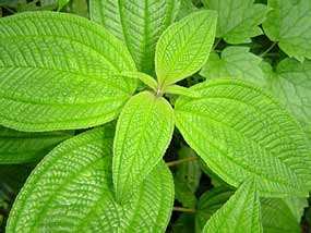 Los senderos de Palencia