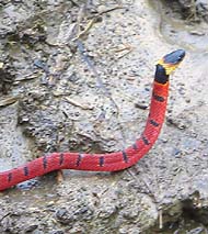 Laguna Brava, Yolnabaj, en Huehuetenango