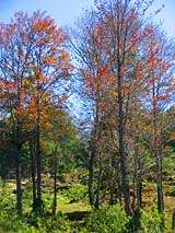 Los bosques y la naturaleza rodean el recorrido por las verapaces. Foto por Explorador.