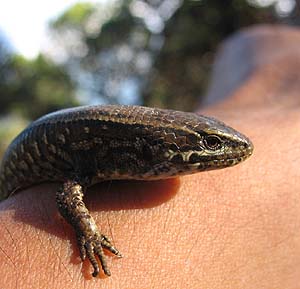 ¿Alguna idea de qué especie será esta?