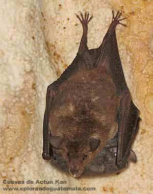 Murciélago colgando del techo de la cueva Actún Kan. Murciélago colgando del techo de la cueva Actún Kan.