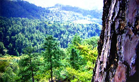 Paisaje boscoso en Zacapa.