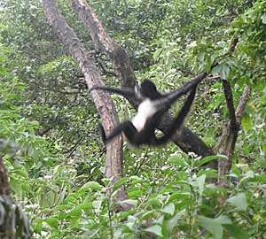 En San Buenaventura verás a los monos a corta distancia. En San Buenaventura verás a los monos a corta distancia.