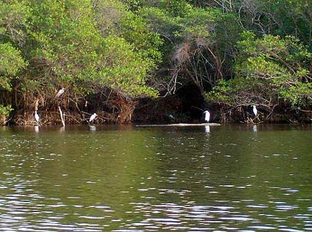 El Paseo en Ferry por el canal de Chiquimulilla es ideal para apreciar la fauna acuática El Paseo en Ferry por el canal de Chiquimulilla es ideal para apreciar la fauna acuática