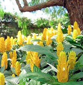 Café y vivero Escalonia en Antigua Guatemala