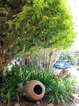 Café y vivero Escalonia en Antigua Guatemala