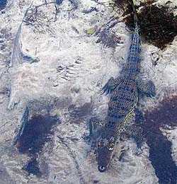 Cocodrilo en Lachuá. Foto: Ottoniel Hernandez Istupe. Cocodrilo en Lachuá. Foto: Ottoniel Hernandez Istupe.