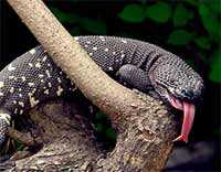 Conservación del Heloderma horridum charlesbogerti