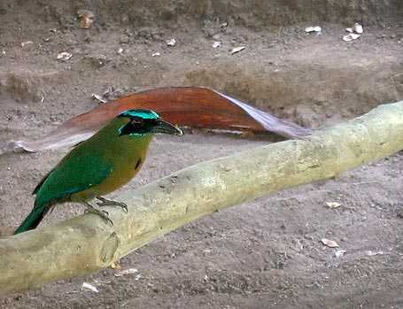 Mot mot en Takalik Abaj.