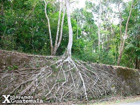 Viaje relámpago a Tikal-foto-58--9-1-2014 Viaje relámpago a Tikal-foto-57--9-1-2014